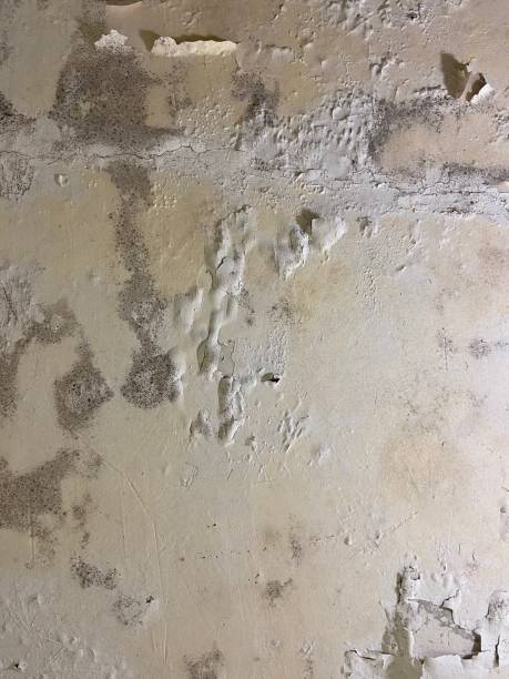 Best Emergency Mold Remediation in Granger, IA